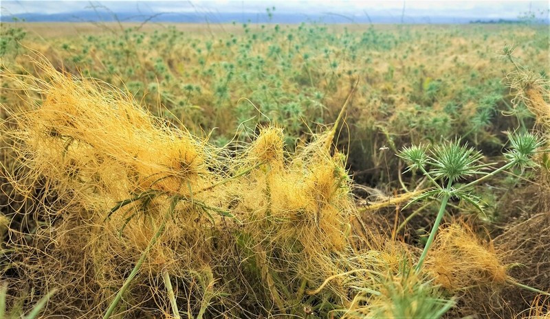 Great Valley Eryngo photo 6