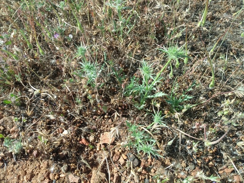 Great Valley Eryngo photo 7