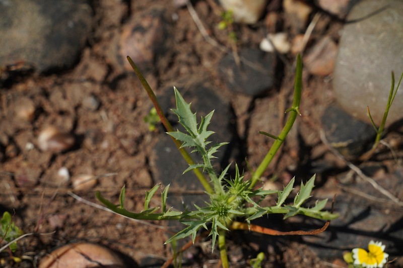 Great Valley Eryngo photo 8