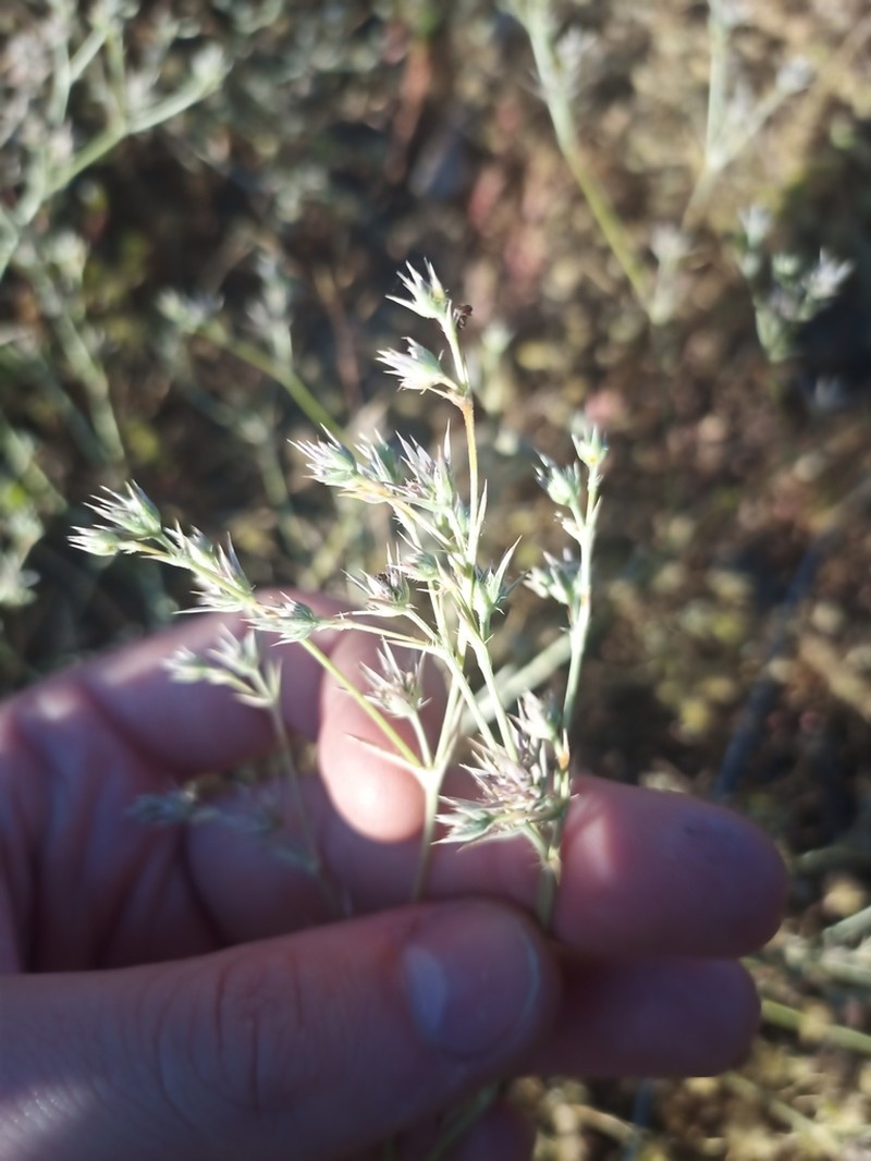 Loch Lomond Eryngo photo 2