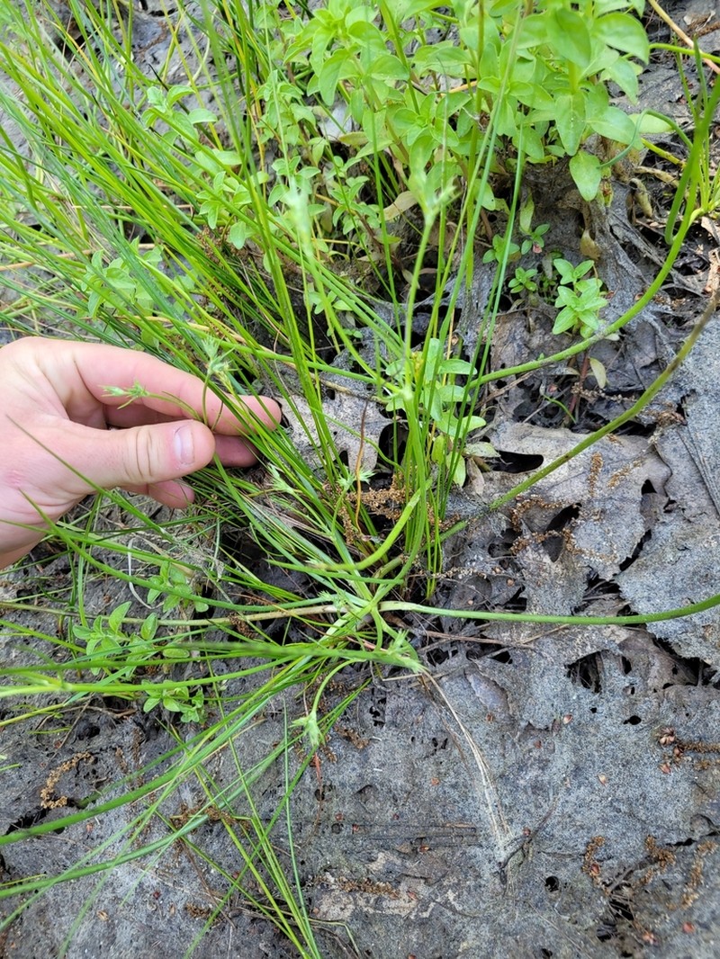 Loch Lomond Eryngo photo 5