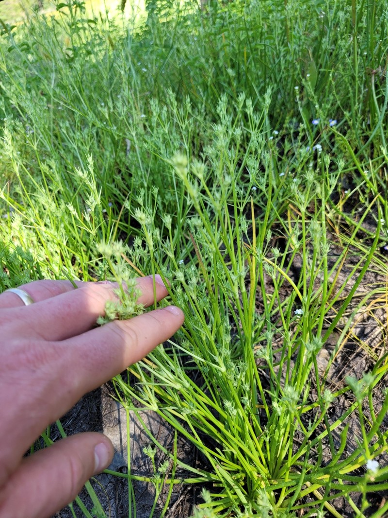 Loch Lomond Eryngo photo 6