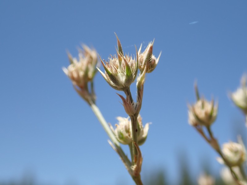 Loch Lomond Eryngo photo 8