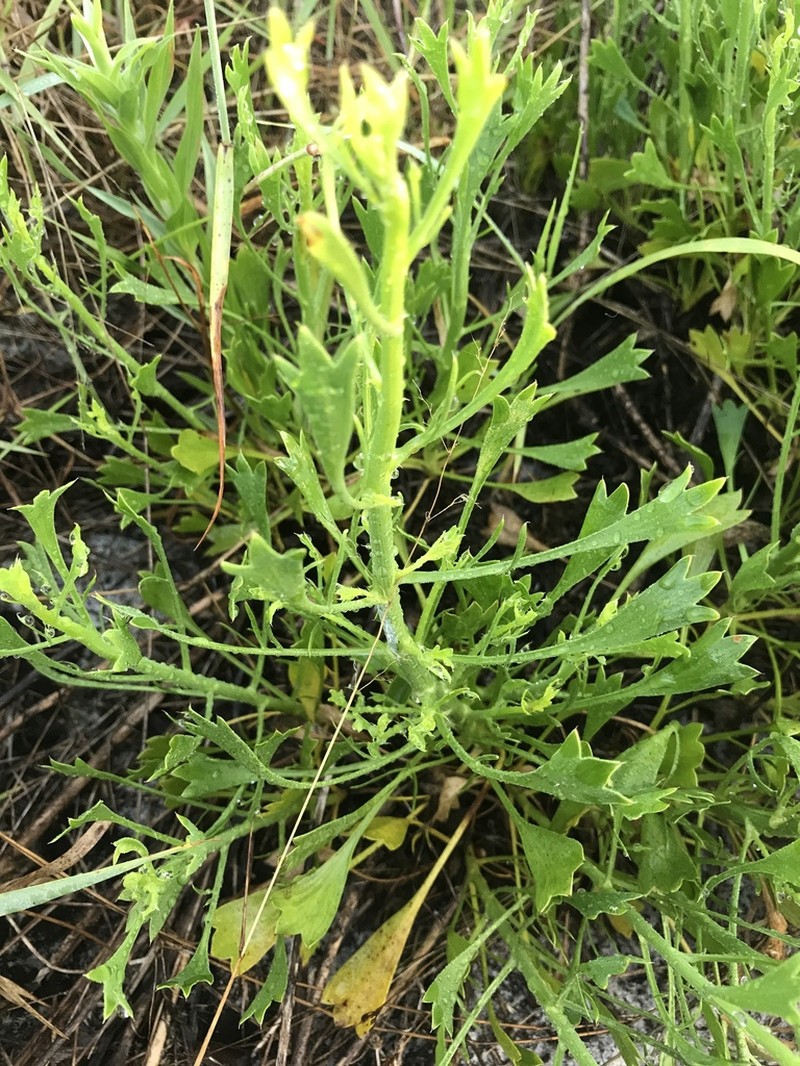 Wedgeleaf Eryngo