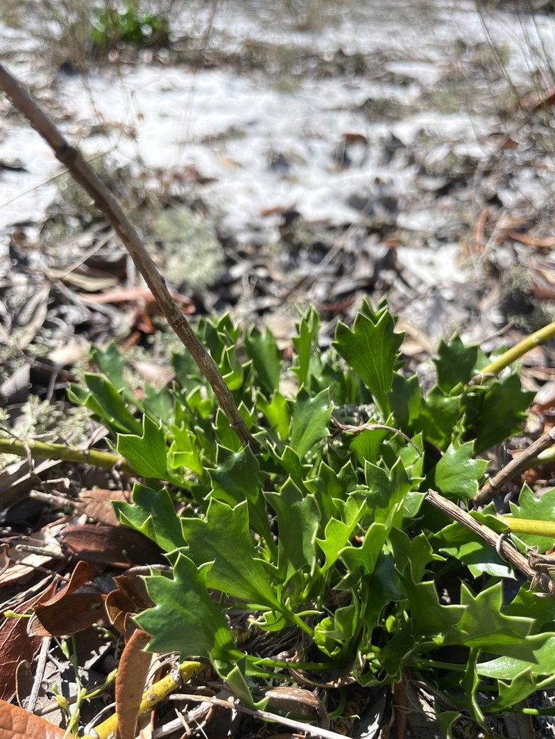 Wedgeleaf Eryngo photo 3
