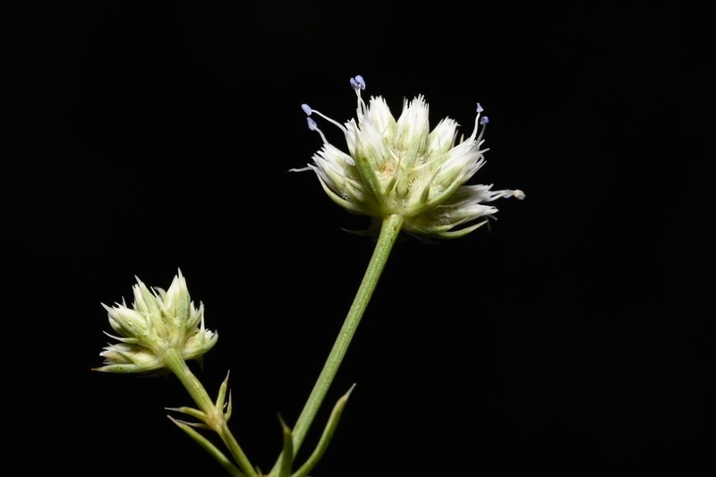 Wedgeleaf Eryngo photo 4