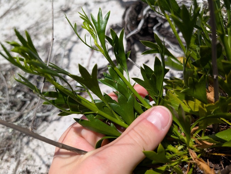 Wedgeleaf Eryngo photo 5