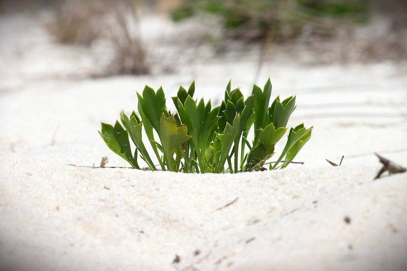 Wedgeleaf Eryngo photo 7
