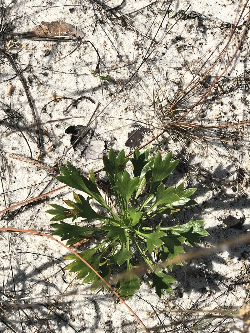 Wedgeleaf Eryngo photo 8