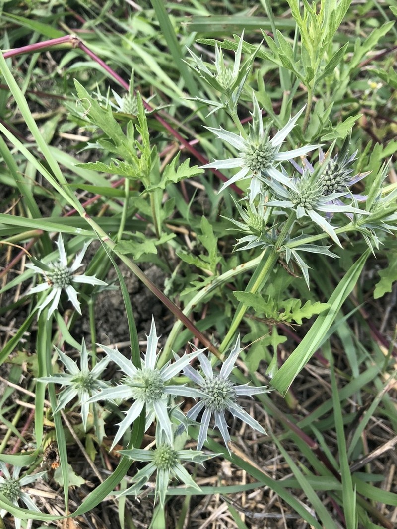 Spreading Eryngo