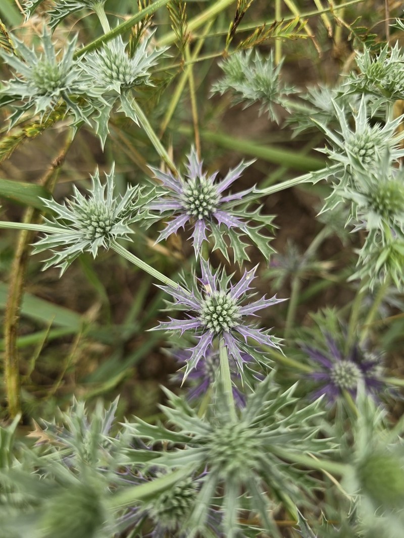 Spreading Eryngo photo 2