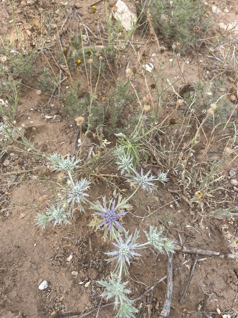 Spreading Eryngo photo 3