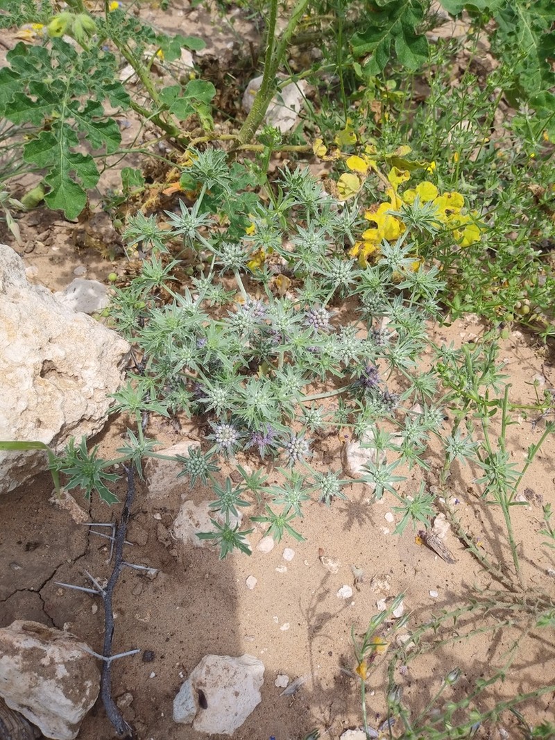 Spreading Eryngo photo 4