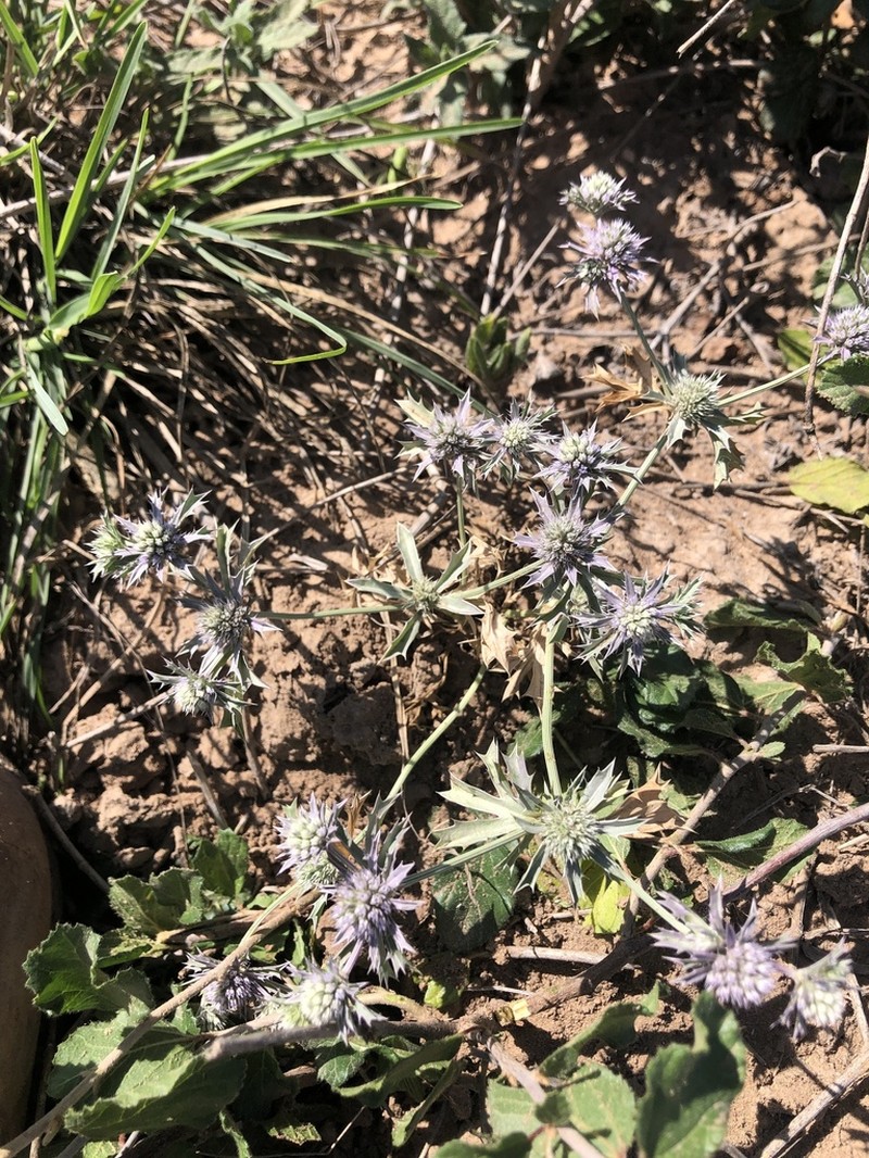 Spreading Eryngo photo 5