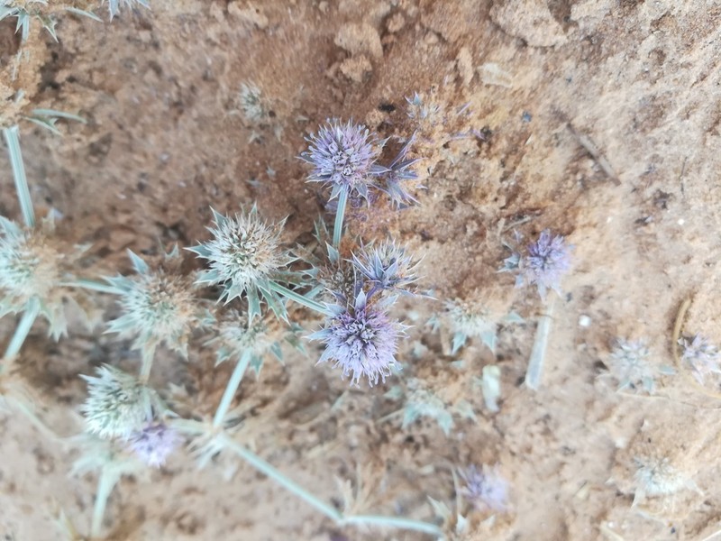 Spreading Eryngo photo 6