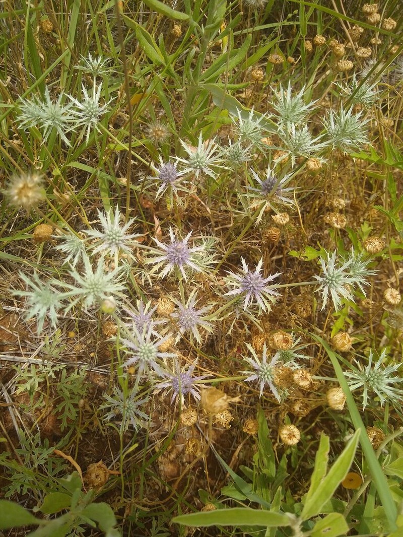 Spreading Eryngo photo 7