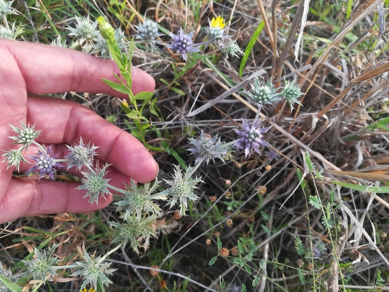 Spreading Eryngo photo 8