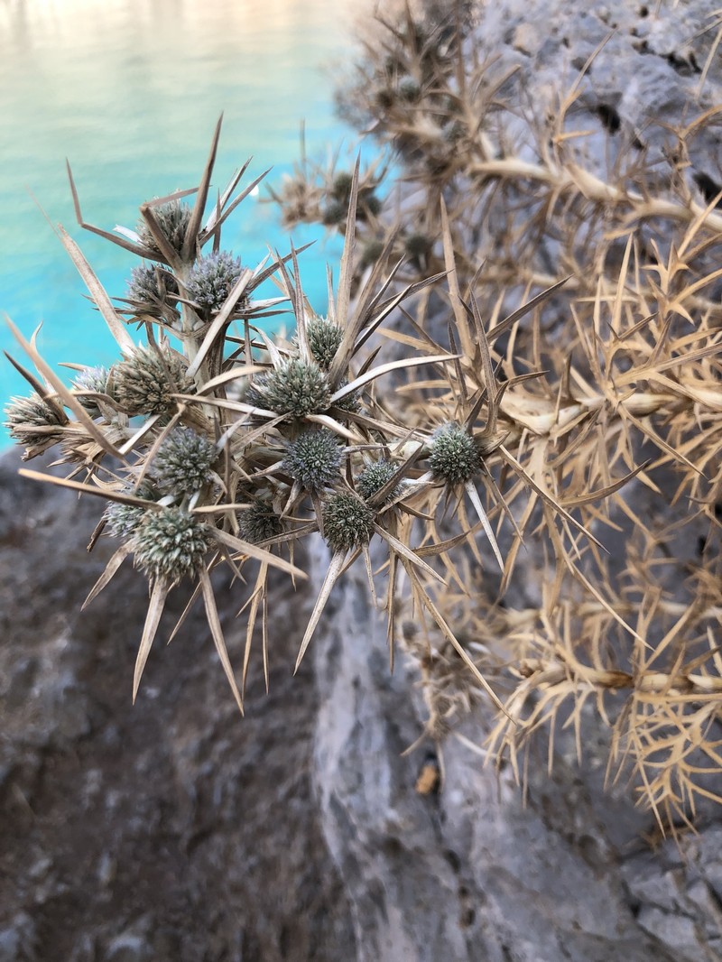 Eryngium glomeratum subsp. glomeratum