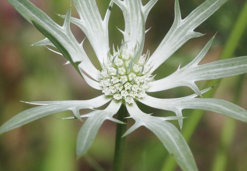 Wright's Eryngo