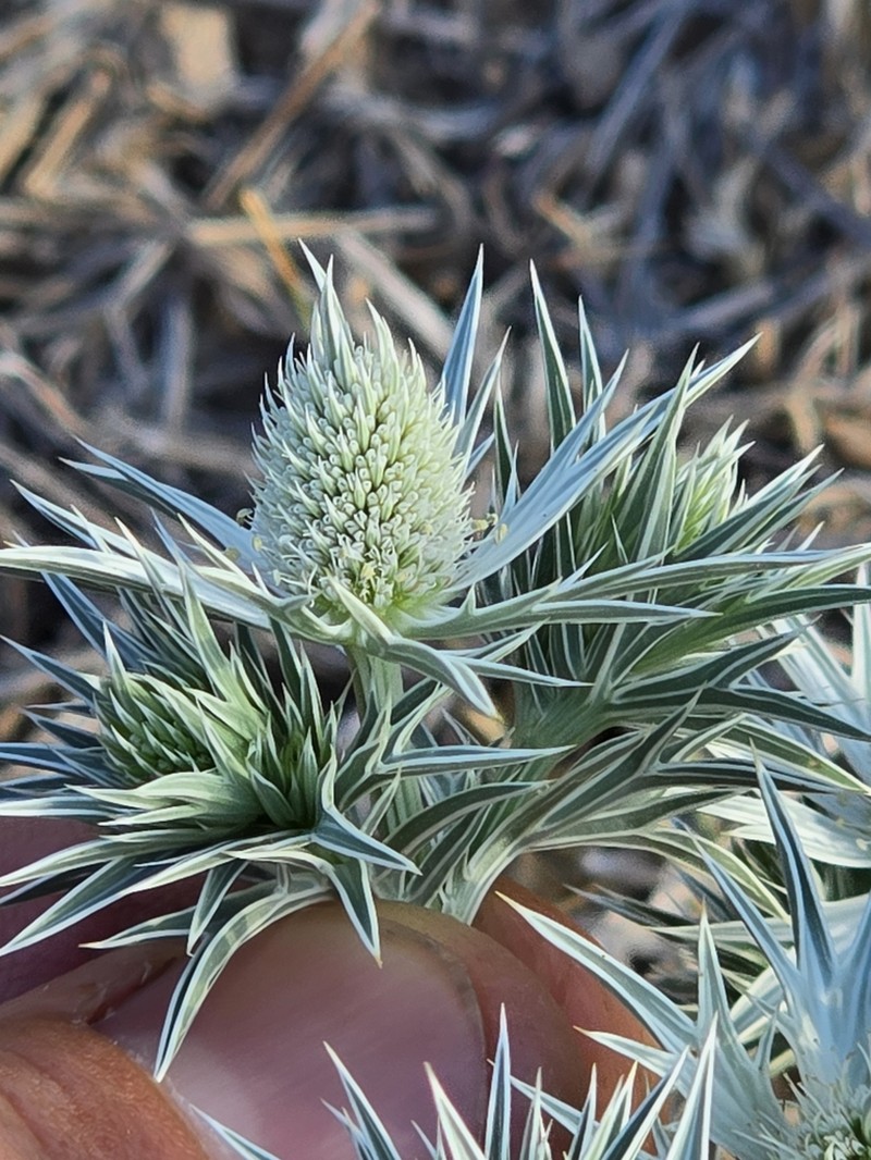 Wright's Eryngo photo 2