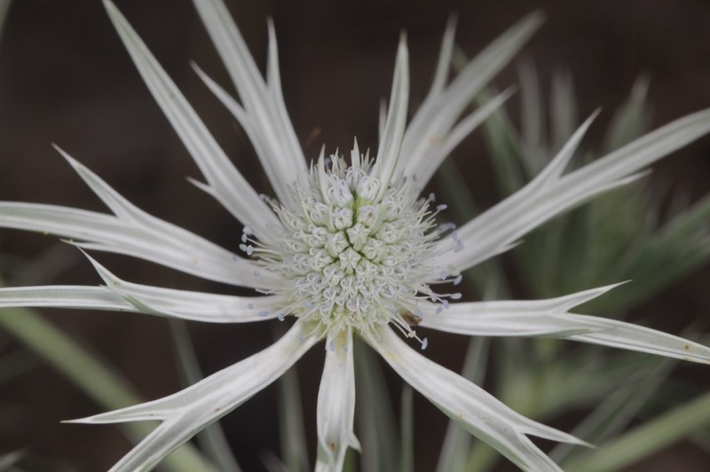 Wright's Eryngo photo 3