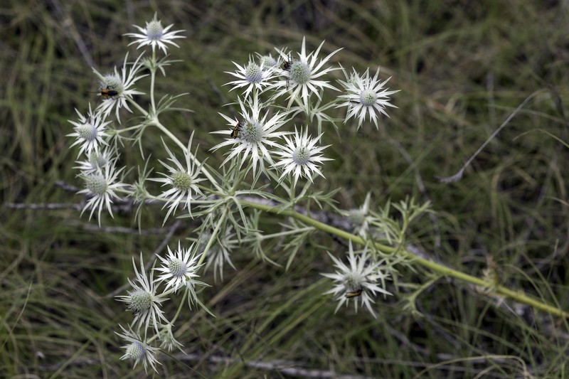 Wright's Eryngo photo 4