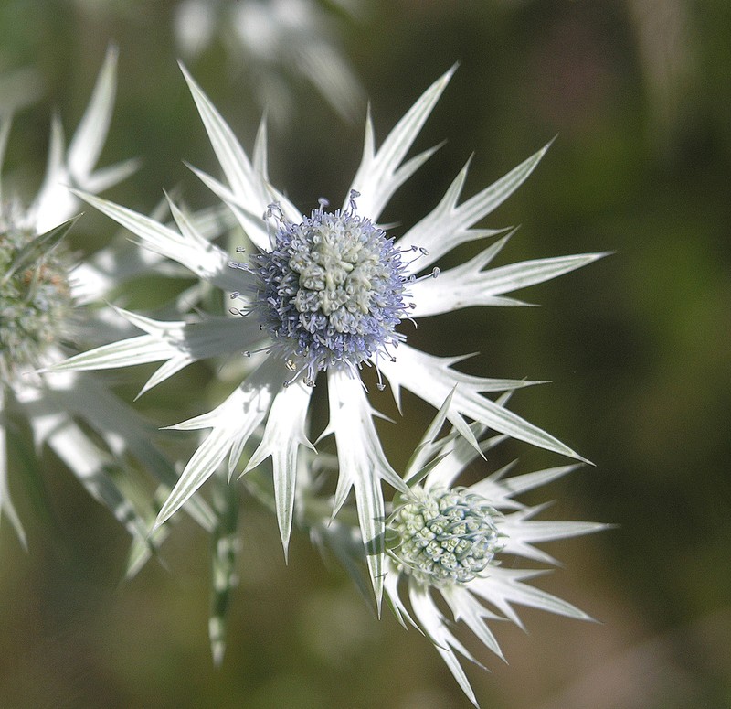 Wright's Eryngo photo 5