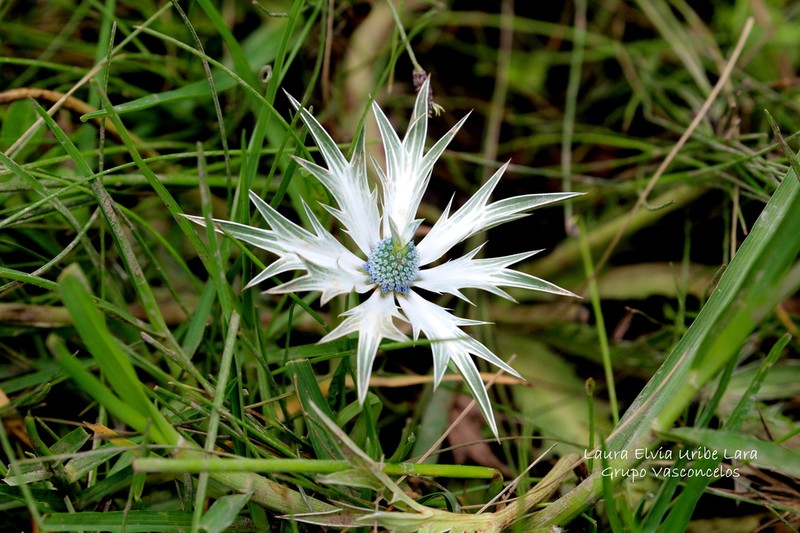 Wright's Eryngo photo 6