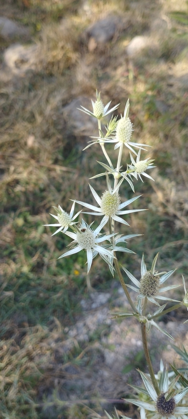 Wright's Eryngo photo 7