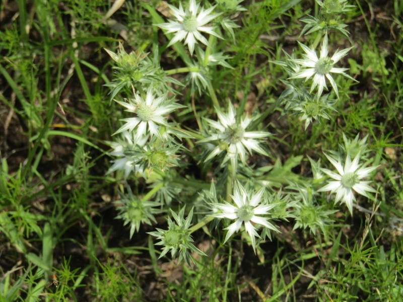 Wright's Eryngo photo 8