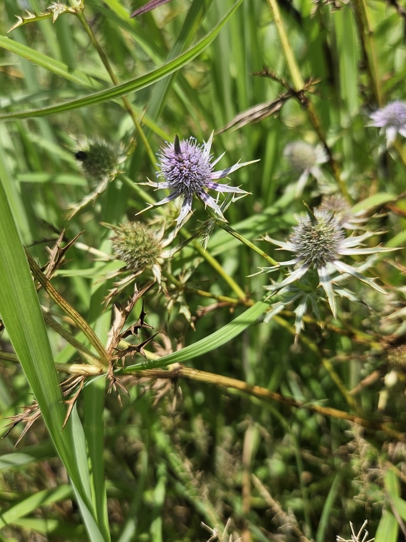 Hooker's Eryngo