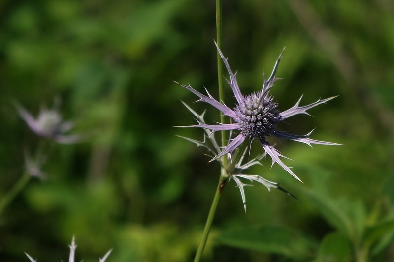 Hooker's Eryngo photo 2