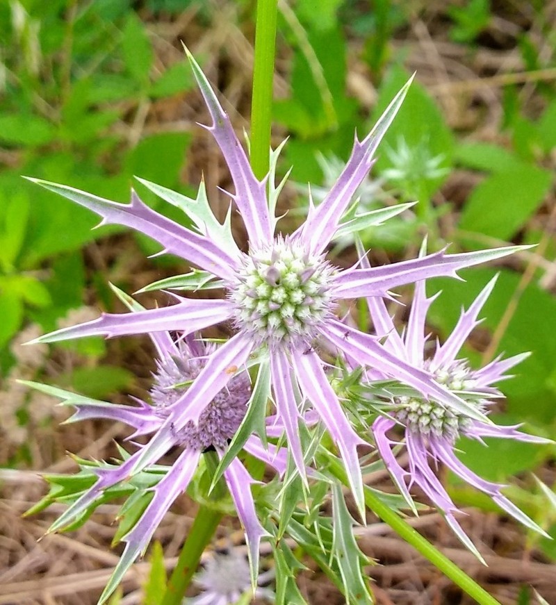 Hooker's Eryngo photo 3