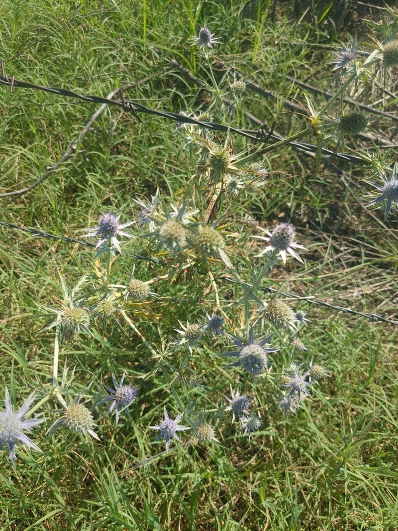 Hooker's Eryngo photo 4