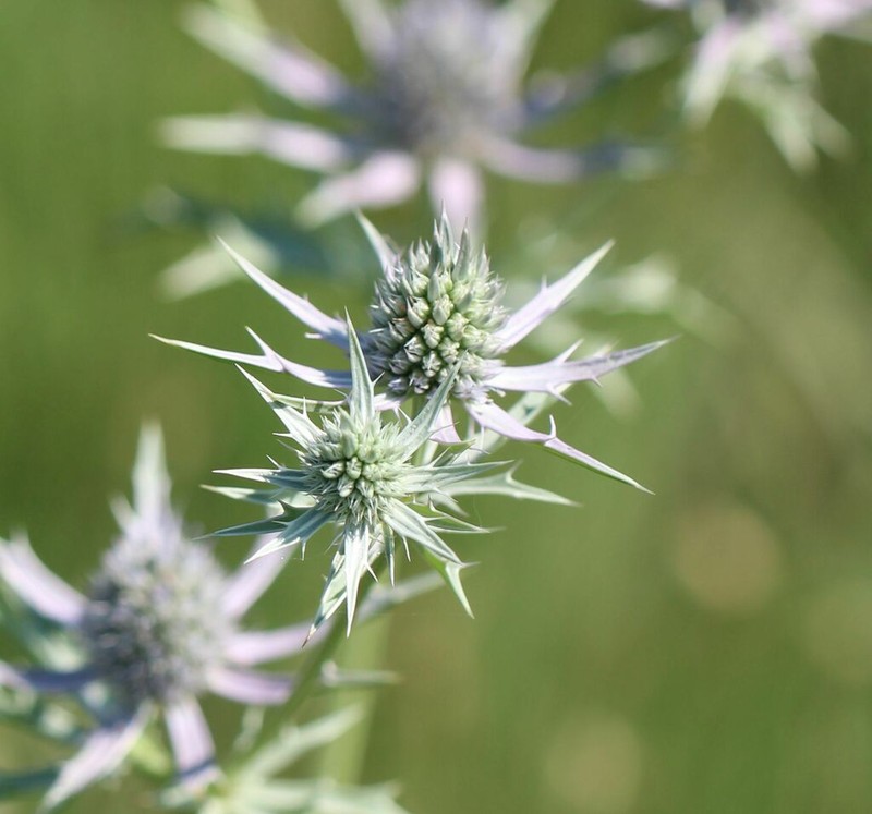 Hooker's Eryngo photo 5