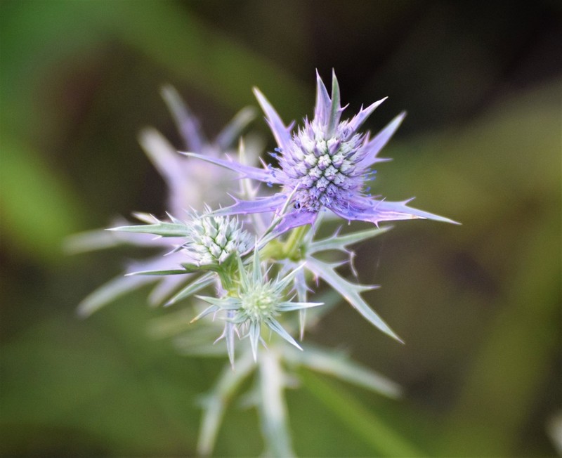 Hooker's Eryngo photo 6