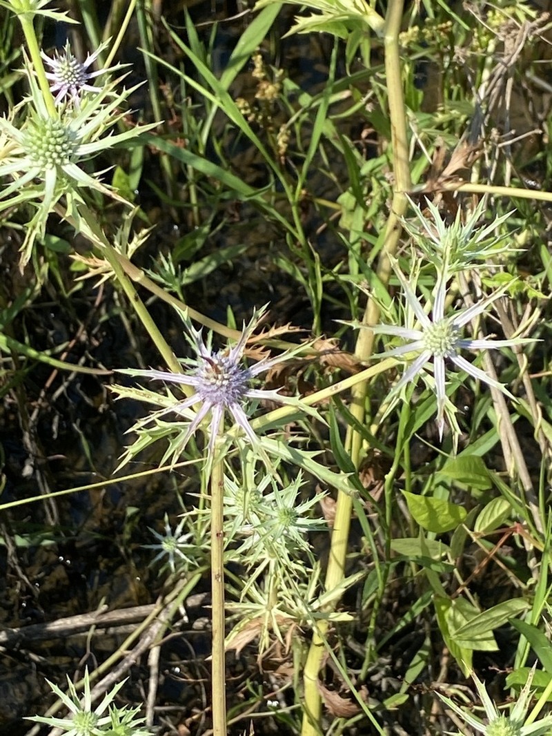 Hooker's Eryngo photo 7