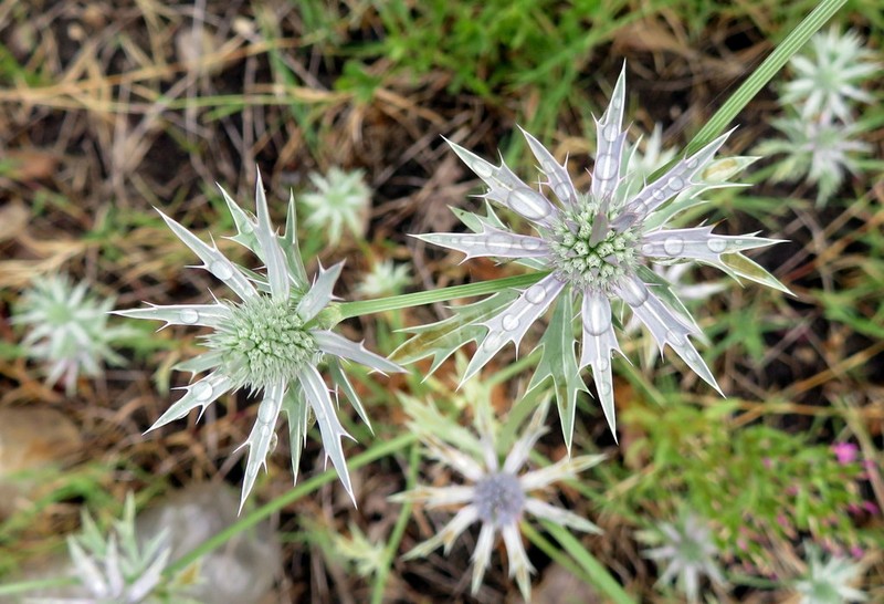 Hooker's Eryngo photo 8