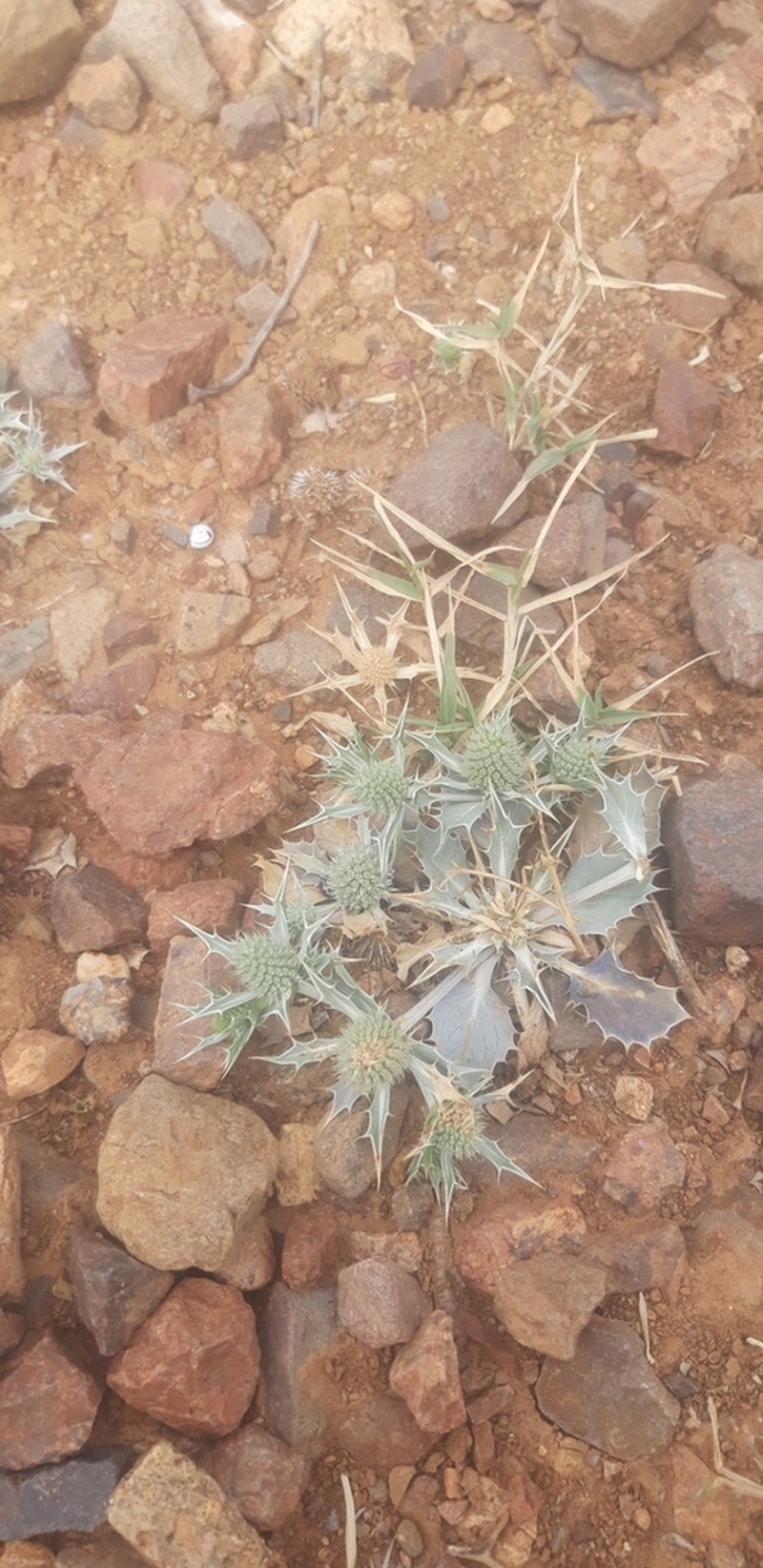 Eryngium ilicifolium