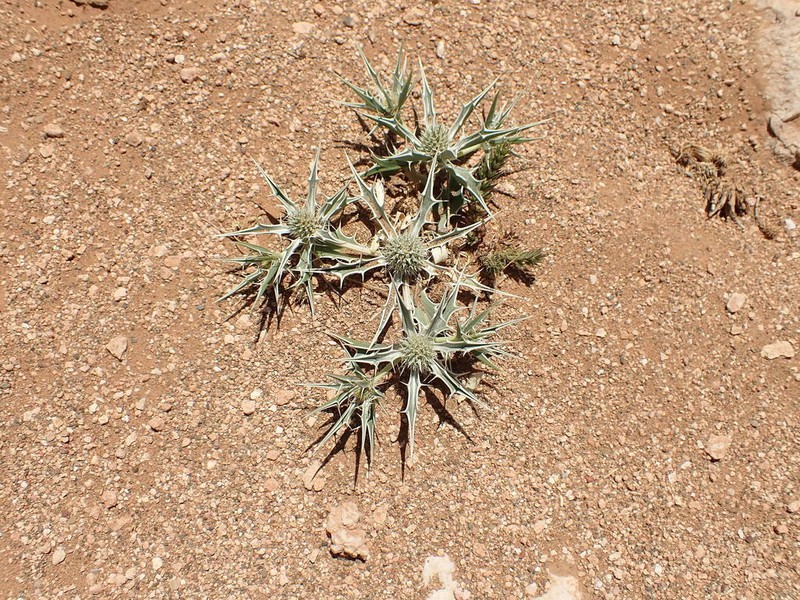 Eryngium ilicifolium photo 2