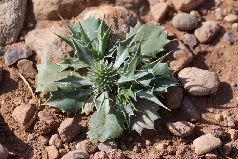 Eryngium ilicifolium photo 3