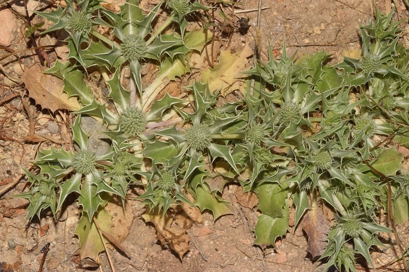 Eryngium ilicifolium photo 4