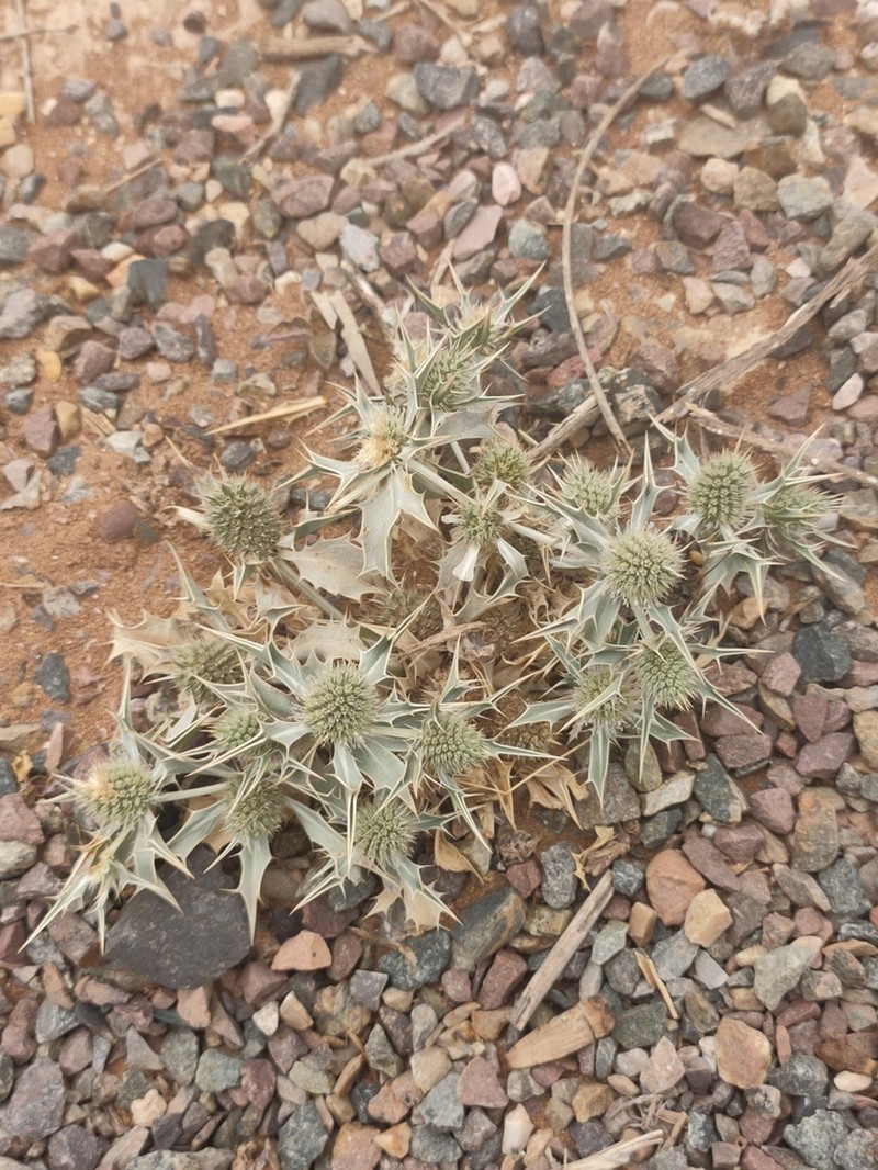 Eryngium ilicifolium photo 5