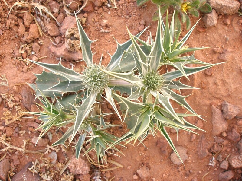 Eryngium ilicifolium photo 6