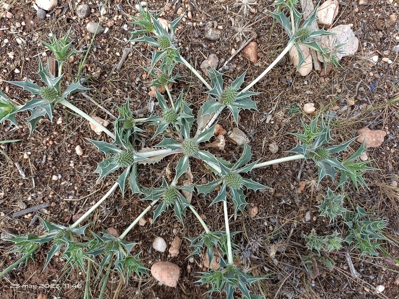 Eryngium ilicifolium photo 7