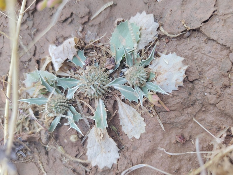 Eryngium ilicifolium photo 8