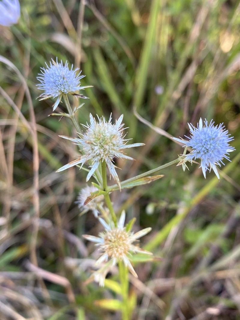 Blueflower Eryngo