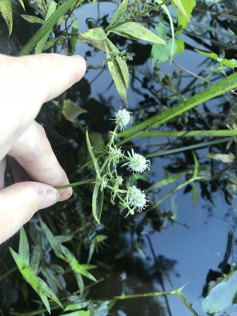 Blueflower Eryngo photo 2