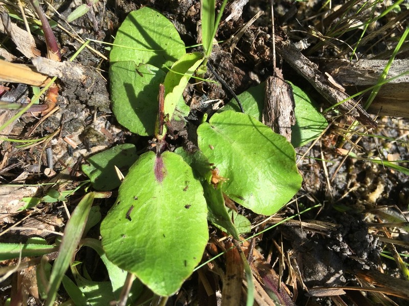 Blueflower Eryngo photo 3