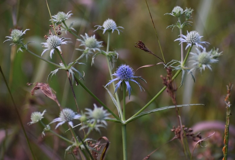 Blueflower Eryngo photo 4
